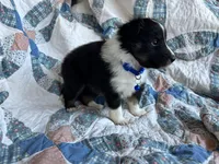 Toy Size ‘Birch’, a male Shetland Sheepdog for sale in Kingsport, TN – 5 of 7