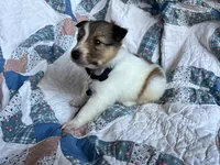 Toy Size ‘Aspen’, a male Shetland Sheepdog for sale in Kingsport, TN – 7 of 7