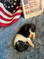 Betsy Ross- Toy, a female Shetland Sheepdog for sale in Kingsport, TN – 7 of 9