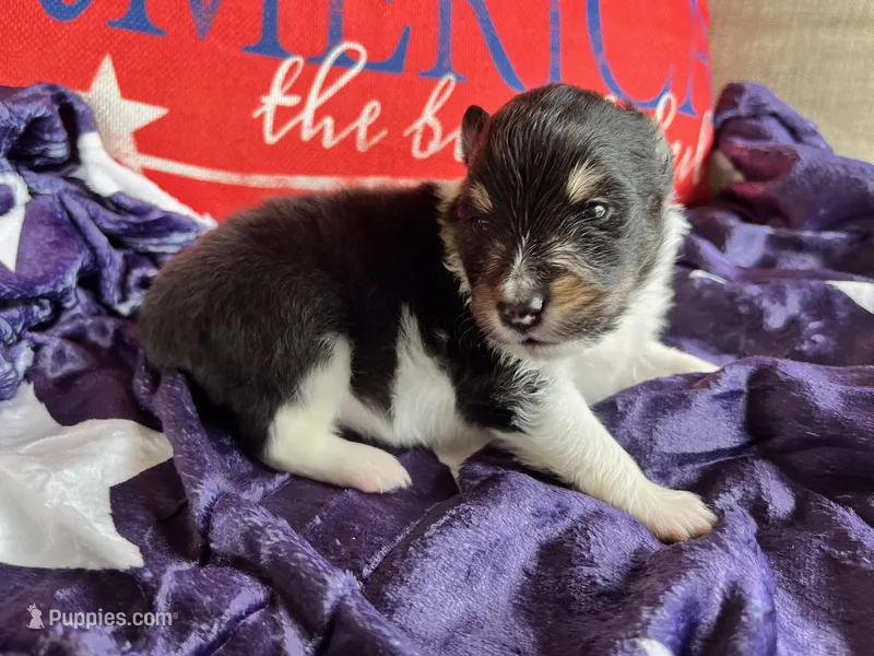 Betsy Ross- Toy – Shetland Sheepdog puppy on hold in Kingsport, TN