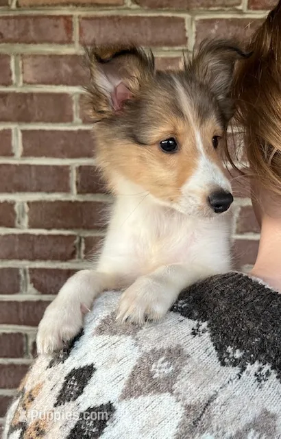 Toy Size ‘Aspen’ – Shetland Sheepdog puppy for sale in Kingsport, TN