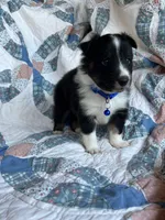 Toy Size ‘Birch’, a male Shetland Sheepdog for sale in Kingsport, TN – 2 of 7