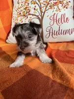 Truffle Toy Size, a female Miniature Schnauzer for sale in Kingsport, TN – 8 of 8