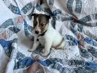 Toy Size ‘Aspen’, a male Shetland Sheepdog for sale in Kingsport, TN – 2 of 7