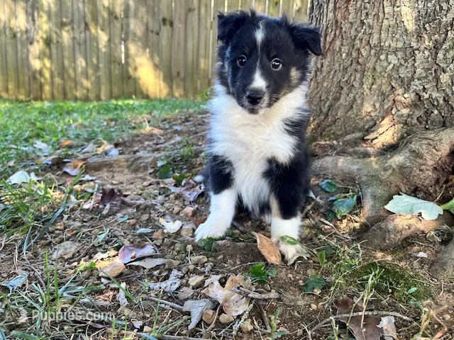 Toy Size ‘Birch’ – Shetland Sheepdog puppy for sale in Kingsport, TN