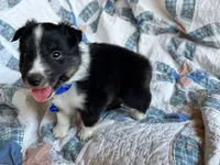 Toy Size ‘Birch’, a male Shetland Sheepdog for sale in Kingsport, TN – 3 of 7