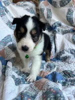 Toy Size ‘Spruce’, a male Shetland Sheepdog for sale in Kingsport, TN – 5 of 10