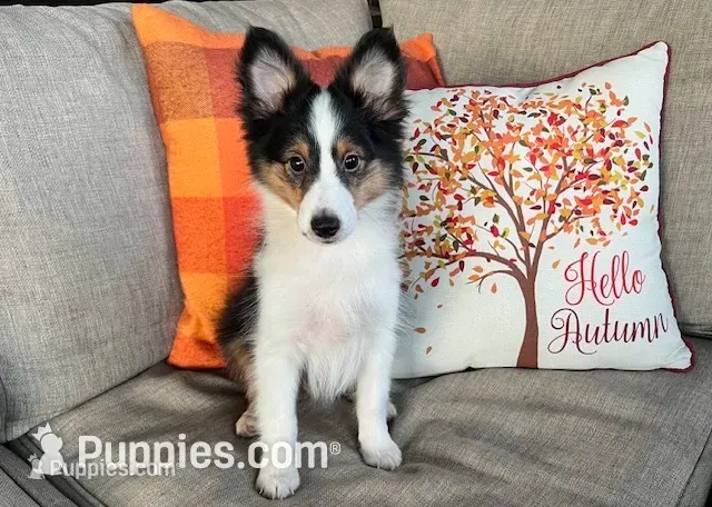 Toy Size ‘Spruce’ – Shetland Sheepdog puppy for sale in Kingsport, TN