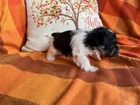 Oreo, a male Miniature Schnauzer for sale in Kingsport, TN – 5 of 9