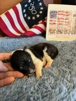 Betsy Ross- Toy, a female Shetland Sheepdog for sale in Kingsport, TN – 6 of 9