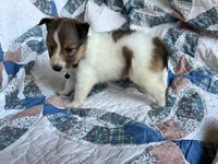 Toy Size ‘Aspen’, a male Shetland Sheepdog for sale in Kingsport, TN – 3 of 7
