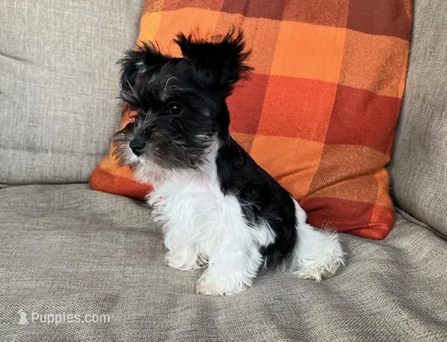 Oreo Teacup Size – Miniature Schnauzer puppy for sale in Kingsport, TN