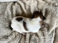 Aspen, a male Shetland Sheepdog for sale in Kingsport, TN – 7 of 7