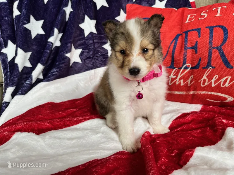 Dolley Madison- Toy – Shetland Sheepdog puppy on hold in Kingsport, TN