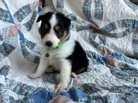 Toy Size ‘Spruce’, a male Shetland Sheepdog for sale in Kingsport, TN – 3 of 10
