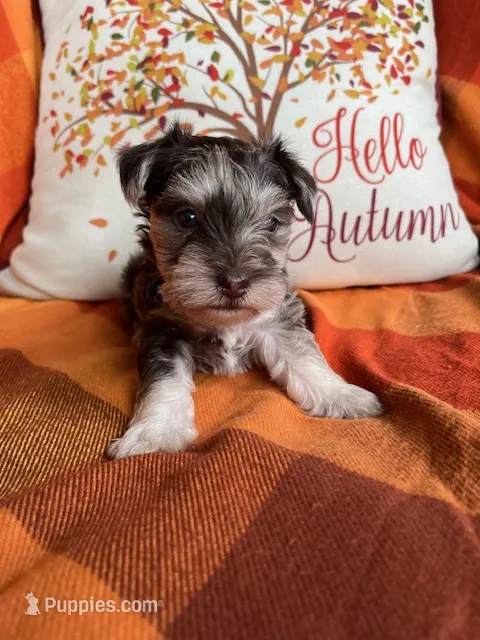 Truffle Toy Size – Miniature Schnauzer puppy for sale in Kingsport, TN