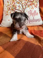 Truffle Toy Size, a female Miniature Schnauzer for sale in Kingsport, TN – 1 of 8