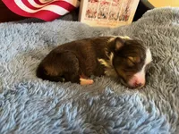 Molly Pitcher - Toy, a female Shetland Sheepdog for sale in Kingsport, TN – 5 of 8