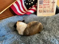 Dolley Madison- Toy, a female Shetland Sheepdog for sale in Kingsport, TN – 2 of 9