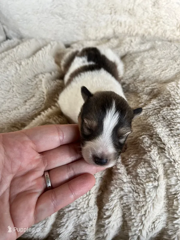 Cedar – Shetland Sheepdog puppy for sale in Kingsport, TN