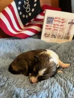 Molly Pitcher - Toy, a female Shetland Sheepdog for sale in Kingsport, TN – 4 of 8