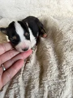 Spruce, a male Shetland Sheepdog for sale in Kingsport, TN – 2 of 8