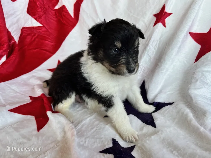 Betsy Ross- Toy – Shetland Sheepdog puppy on hold in Kingsport, TN