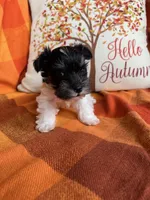 Oreo, a male Miniature Schnauzer for sale in Kingsport, TN – 6 of 9