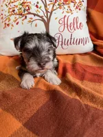 Truffle Toy Size, a female Miniature Schnauzer for sale in Kingsport, TN – 2 of 8