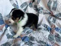 Toy Size ‘Spruce’, a male Shetland Sheepdog for sale in Kingsport, TN – 7 of 10