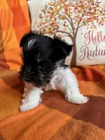 Oreo, a male Miniature Schnauzer for sale in Kingsport, TN – 4 of 9