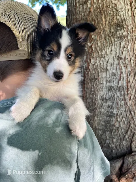 Toy Size ‘Spruce’ – Shetland Sheepdog puppy for sale in Kingsport, TN