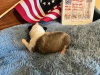 Dolley Madison- Toy, a female Shetland Sheepdog for sale in Kingsport, TN – 5 of 9
