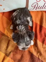Truffle Toy Size, a female Miniature Schnauzer for sale in Kingsport, TN – 3 of 8