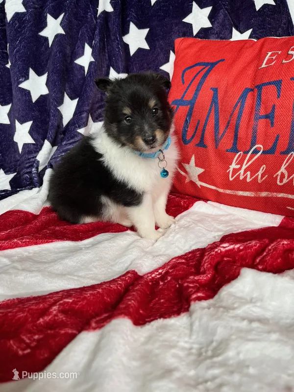 Betsy Ross- Toy – Shetland Sheepdog puppy on hold in Kingsport, TN