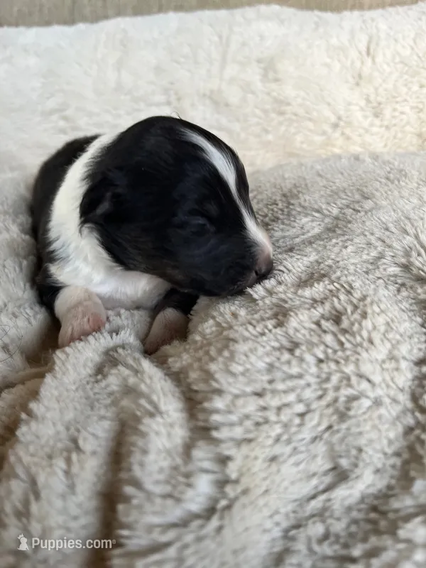 Birch – Shetland Sheepdog puppy for sale in Kingsport, TN