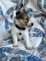 Toy Size ‘Aspen’, a male Shetland Sheepdog for sale in Kingsport, TN – 5 of 7