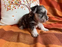 Truffle Toy Size, a female Miniature Schnauzer for sale in Kingsport, TN – 6 of 8