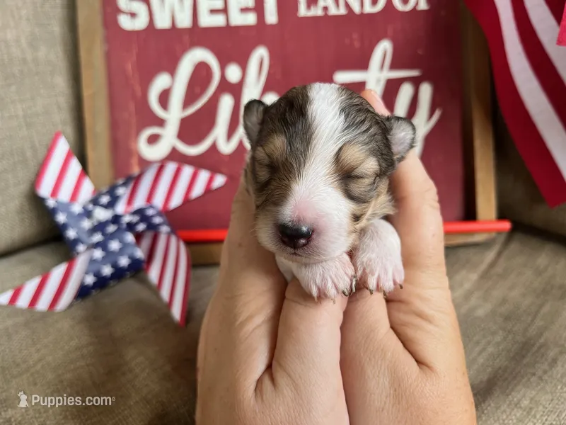 Dolley Madison- Toy – Shetland Sheepdog puppy on hold in Kingsport, TN