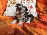 Truffle Toy Size, a female Miniature Schnauzer for sale in Kingsport, TN – 5 of 8