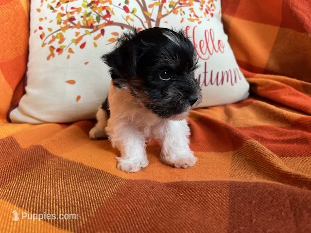 Oreo – Miniature Schnauzer puppy for sale in Kingsport, TN