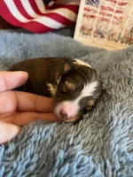 Molly Pitcher - Toy, a female Shetland Sheepdog for sale in Kingsport, TN – 1 of 8