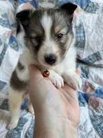 Toy Size ‘Cedar’, a male Shetland Sheepdog for sale in Kingsport, TN – 3 of 8