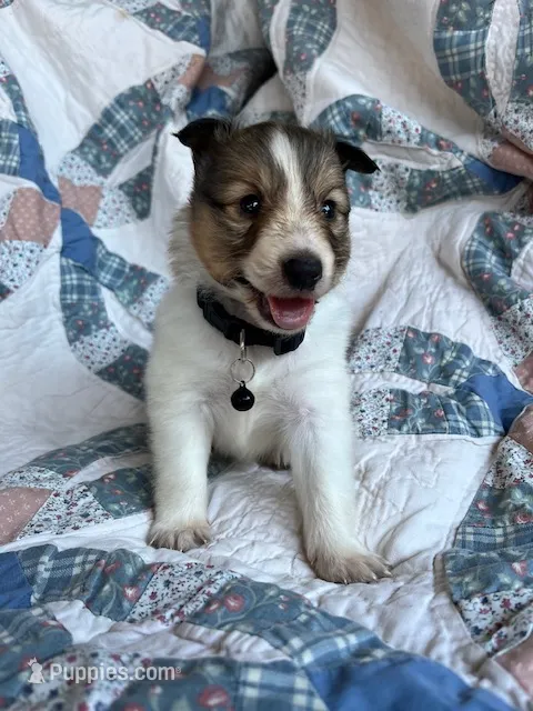 Aspen – Shetland Sheepdog puppy for sale in Kingsport, TN