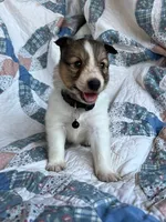 Toy Size ‘Aspen’, a male Shetland Sheepdog for sale in Kingsport, TN – 1 of 7