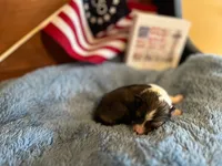 Molly Pitcher - Toy, a female Shetland Sheepdog for sale in Kingsport, TN – 2 of 8