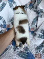 Toy Size ‘Aspen’, a male Shetland Sheepdog for sale in Kingsport, TN – 4 of 7
