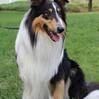 Rough Collie, a male Collie for sale in Kingsport, TN – Photo 4 of 10