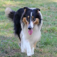 Rough Collie, a male Collie for sale in Kingsport, TN – Photo 9 of 10