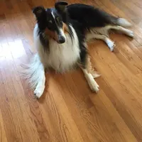 Rough Collie, a male Collie for sale in Kingsport, TN – Photo 1 of 10